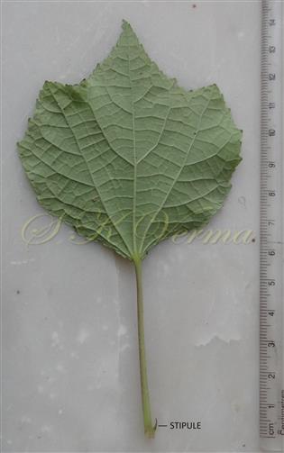  Leaf (Abaxial view) and Stipule